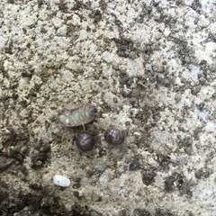 Armadillidium vulgare