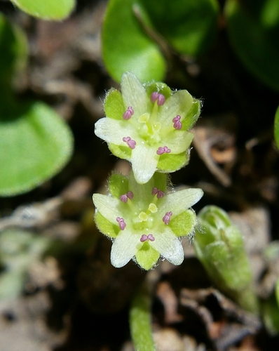 California Dichondra