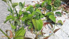 Smilax setosa