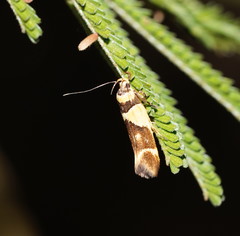 Macrobathra chrysotoxa