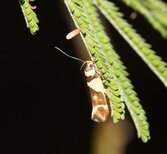 Macrobathra chrysotoxa