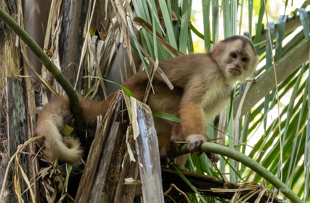 Shock-Headed Capuchin
