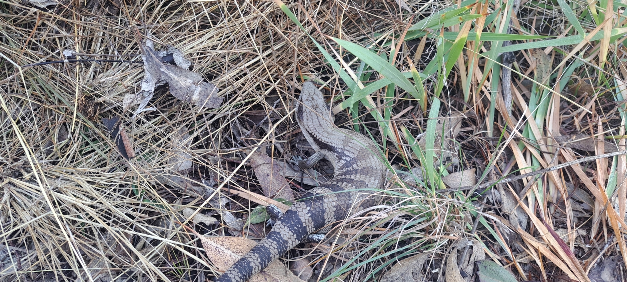 common bluetongue, eastern bluetongue, eastern blue-tongued lizard, northern bluetongue