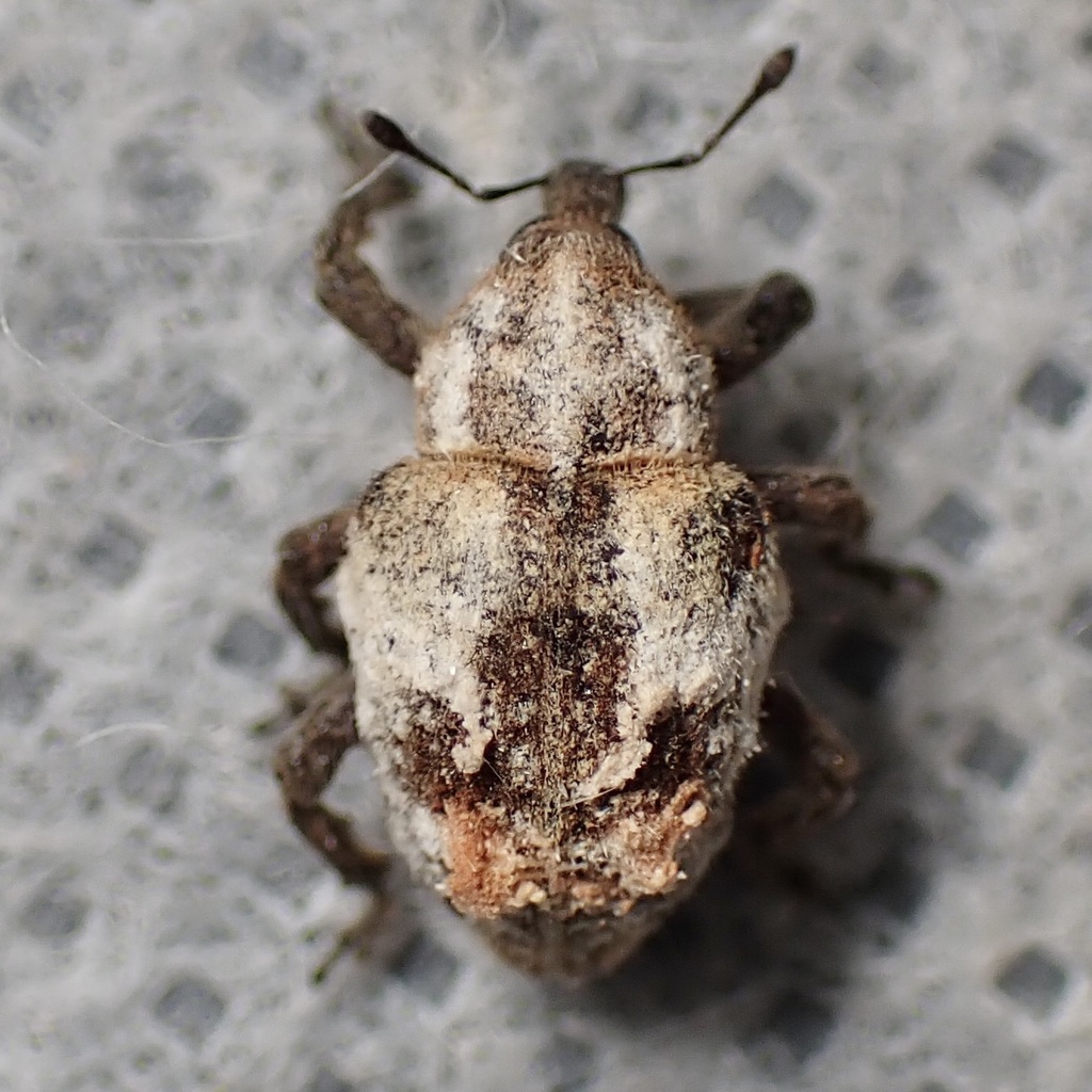 Bean Stalk Weevil