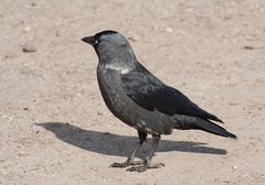 Corvus monedula