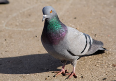 Columba livia