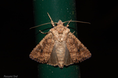 Ichneutica morosa