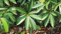 Alstonia