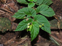 Image of Begonia semiovata
