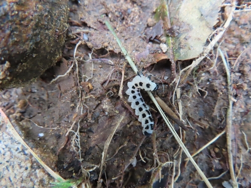 White Pine Sawfly photo 5