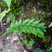 Athyrium oppositipinnum pubescens - Photo (c) 呂一起(Lu i-chi), μερικά δικαιώματα διατηρούνται (CC BY), uploaded by 呂一起(Lu i-chi)