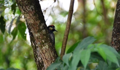 Melanerpes formicivorus