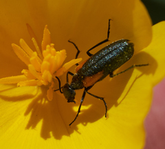 Eupompha elegans elegans