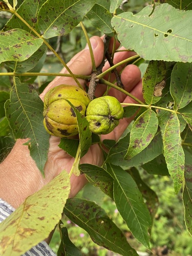 Shagbark hickory (Carya ovata)