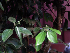 Cinnamomum osmophloeum
