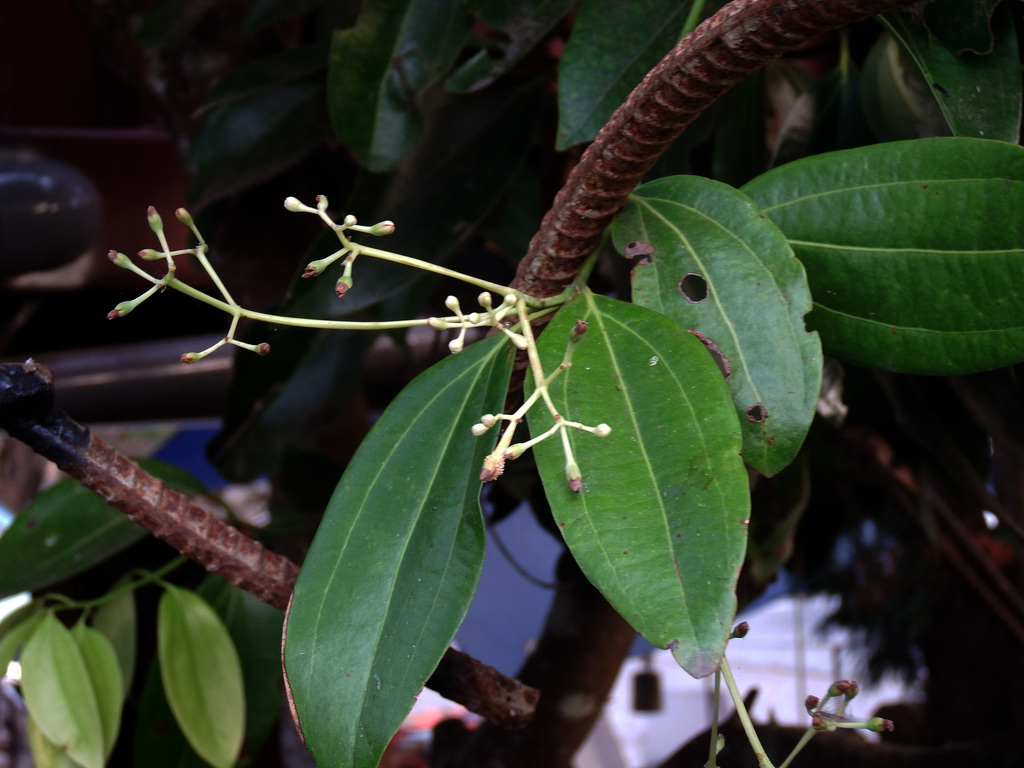 Cinnamomum osmophloeum