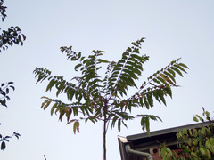 Toona sinensis