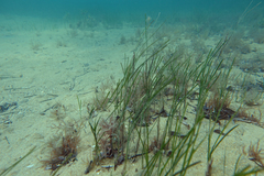 Zostera nigricaulis