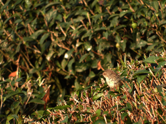 Prinia striata