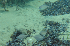 Parequula melbournensis