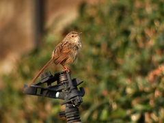 Prinia striata