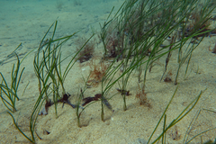 Zostera nigricaulis