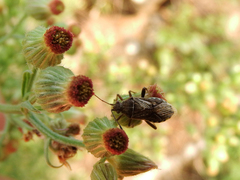 Stictopleurus minutus