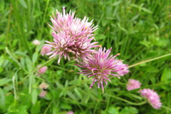 Gomphrena pulchella