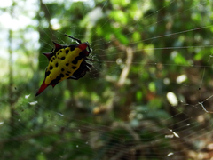 Gasteracantha sauteri