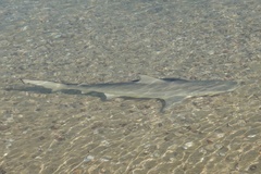 Nervous Shark photo 4