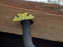 Corymica spatiosa