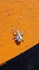 Dermatoxenus caesicollis