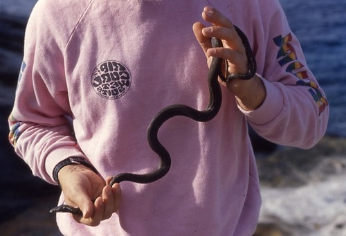Photo of a Round Island Boa (Casarea dussumieri)