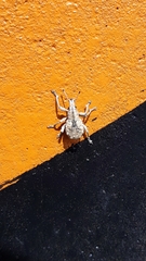 Dermatoxenus caesicollis