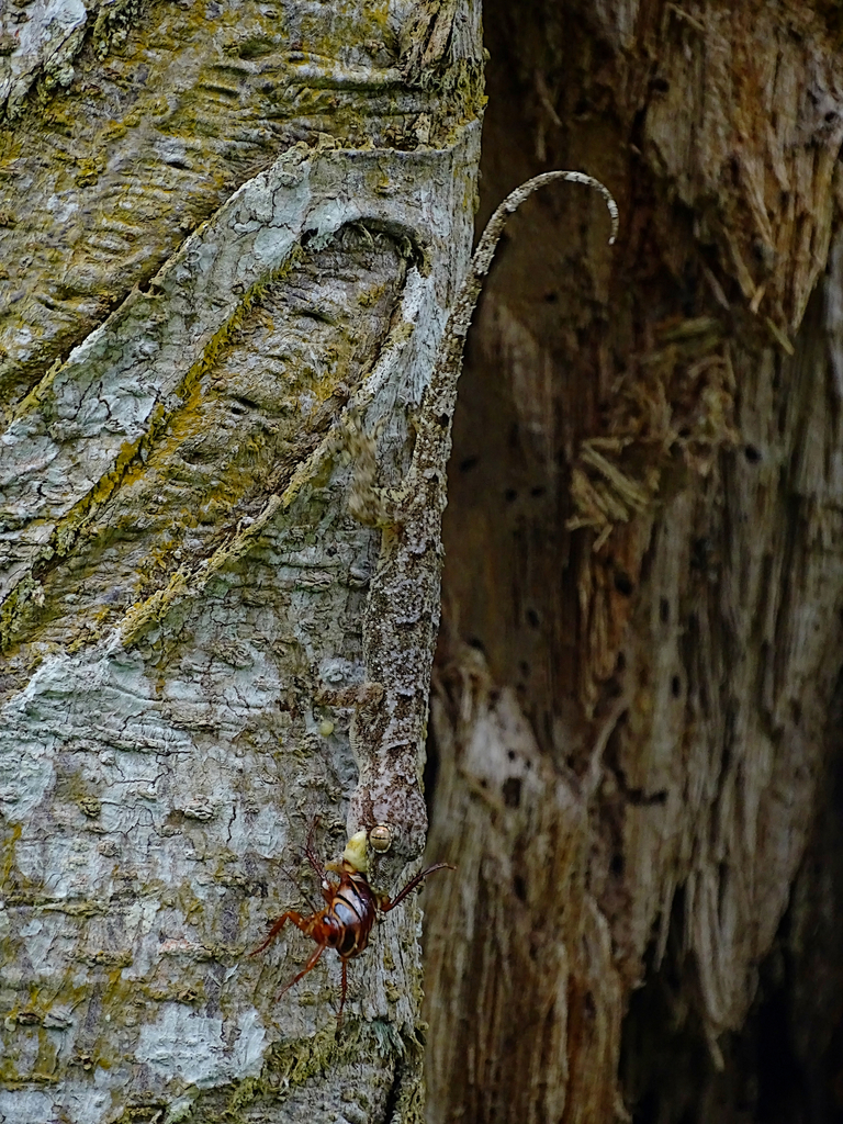 Greeff's Giant Gecko
