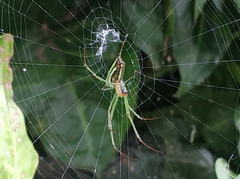 Leucauge celebesiana