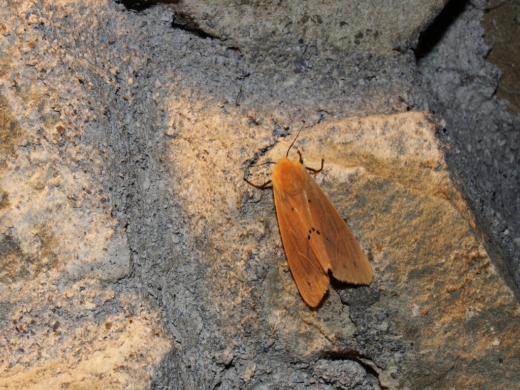 Spilarctia wilemani
