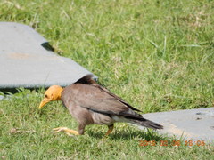 Acridotheres tristis