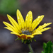 Largeseed African Daisy - Photo (c) magriet b, some rights reserved (CC BY-SA), uploaded by magriet b