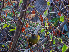 Liocichla steerii