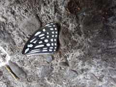 Hestina assimilis formosana