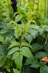 Rubus pinnatus