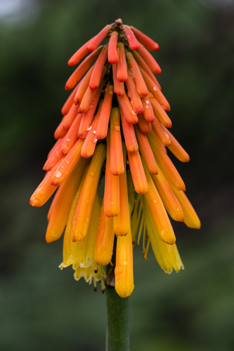 Kniphofia uvaria