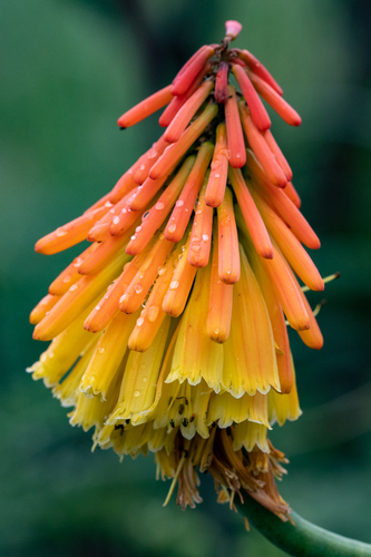 Kniphofia uvaria