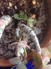 Magnoliopsida