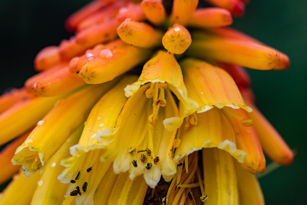 Kniphofia uvaria, Entrance to Pringle Bay, WC SA