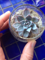 Magnoliopsida