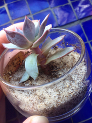 Magnoliopsida