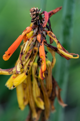 Kniphofia uvaria