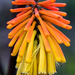 Kniphofia uvaria - Photo (c) magriet b, μερικά δικαιώματα διατηρούνται (CC BY-SA), uploaded by magriet b